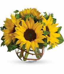 <b>Scott's Sunny Sunflowers</b> from Scott's House of Flowers in Lawton, OK